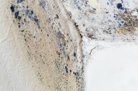 Best Mold Damage Restoration  in USA